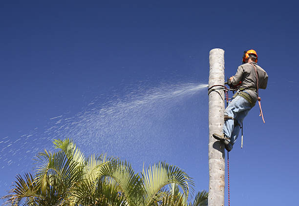Best Tree Disease Treatment  in Westmont, NJ