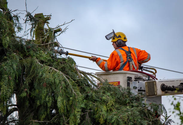 Best Tree and Shrub Care  in Westmont, NJ