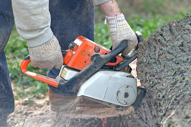 Best Root Management and Removal  in Westmont, NJ
