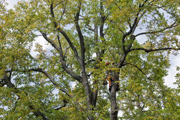 Best Tree Health Inspection  in Westmont, NJ